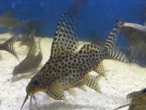Synodontis Eupterus 15-17cm