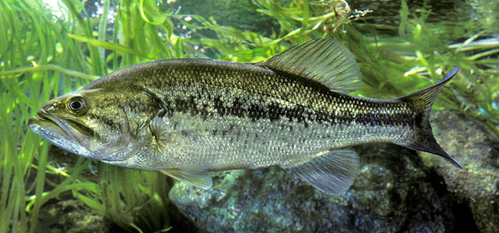 Black Bass 20cm