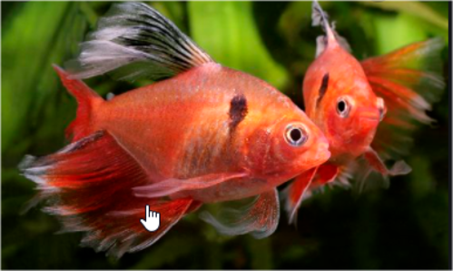 Tetra Mato Grosso Veú 1-3cm