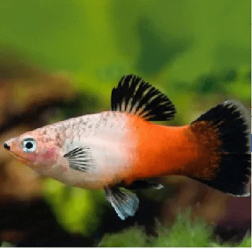 Plati Tricolor 2-4cm