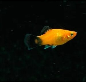 Plati Aurora 2-4cm