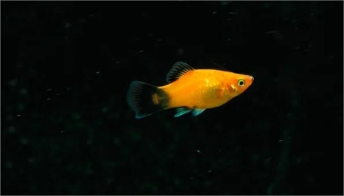 Plati Aurora 2-4cm
