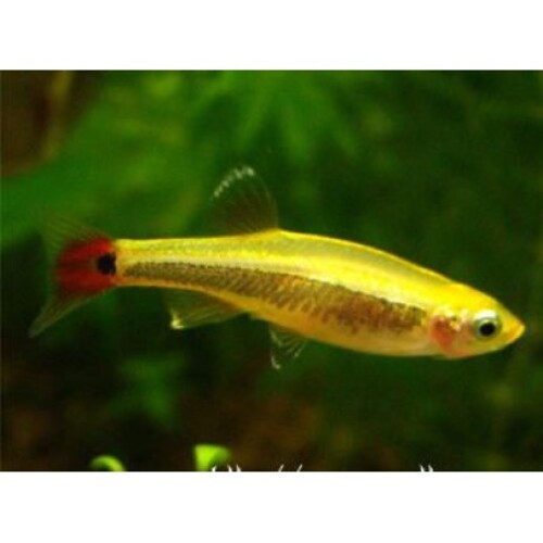 Tanictis Gold 2-3cm