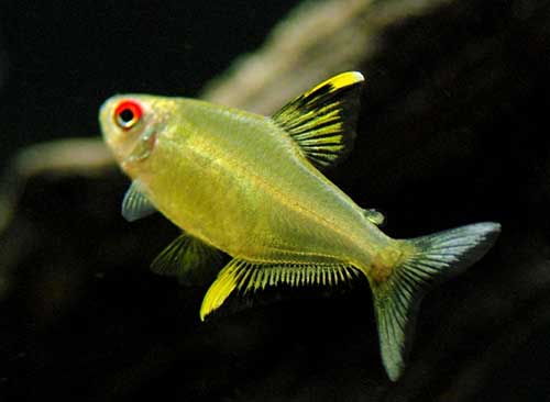 Tetra Limão Verde 2-3cm