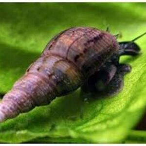 Caramujo Trombeta 1-3cm
