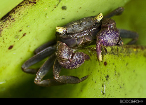 Caranguejo-de-bromélia 2-3cm