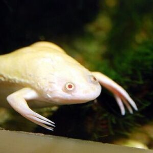 Xenopus Albina 2-4cm
