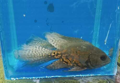 Oscar Tigre Veu 10cm