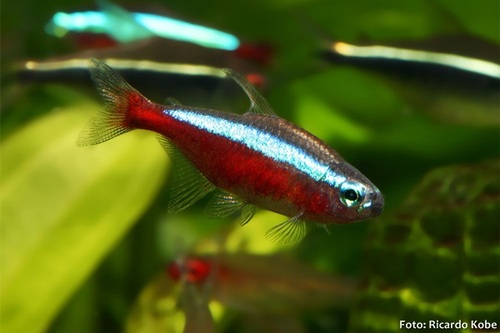 Tetra Neon Cardinal 1-2cm
