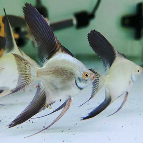 Acara Bulgarian Green 3-4cm