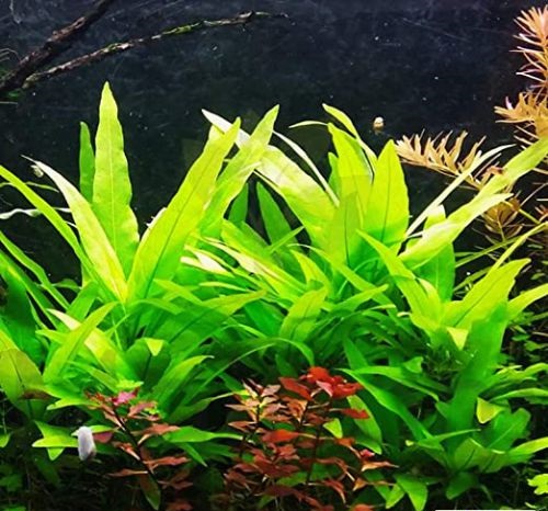 Hygrophila Salicifolia