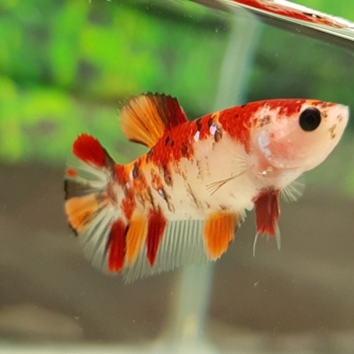 Betta Koi Fêmea 2-4cm