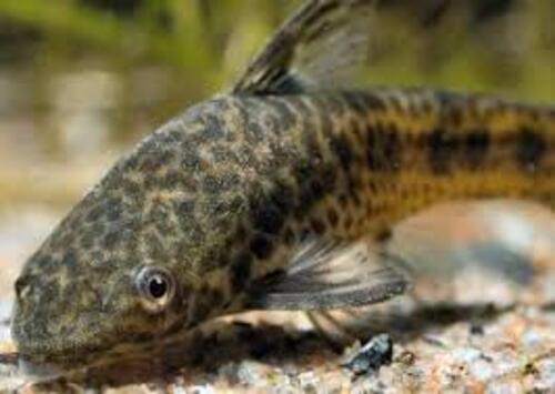 Otocinclus Flexilis Limpa Vidro 2-4cm