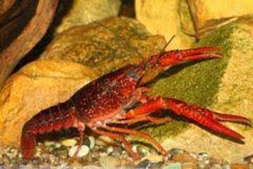 Lagosta Red 3-6cm