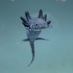 Axolote Selvagem 2-4cm