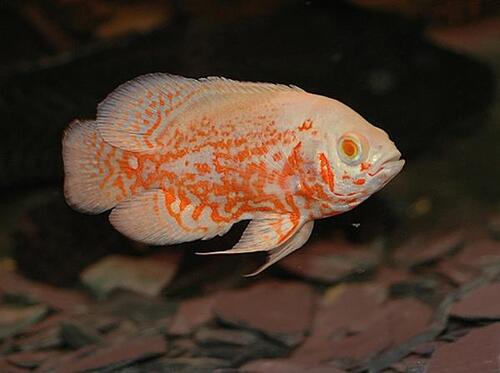 Oscar Tigre Albino 10cm