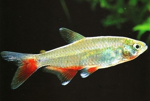 Tetra Enfermerinha 2-4cm