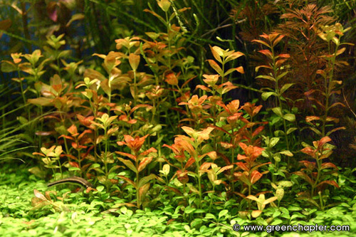Bacopa Red