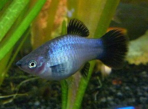 Plati Azul 2-4cm