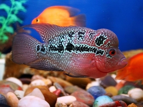 Flower Horn Red Dragon 4-8cm