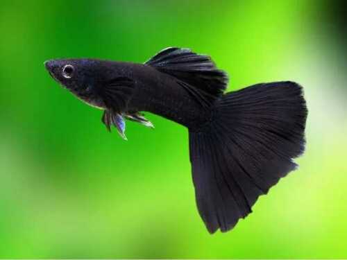 Lebiste Full Black Casal 2-4cm