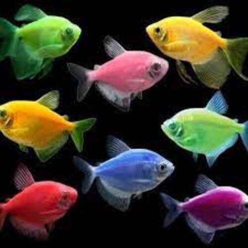 Tetra Monja Mix 3-4cm
