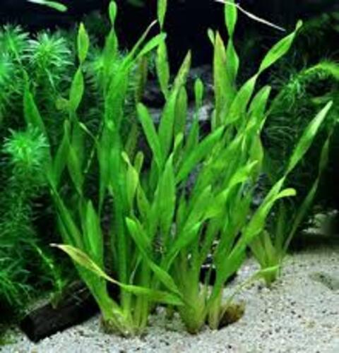 Vallisneria Spiralis