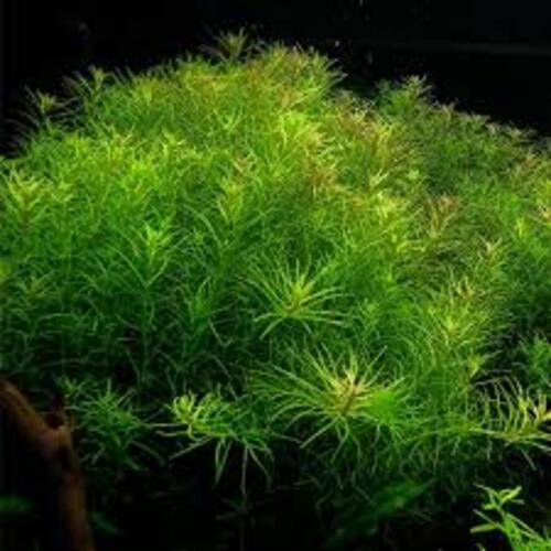 Rotala Nanjenshan