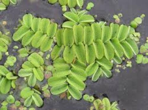 Salvinia