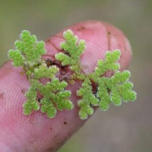 Azolla