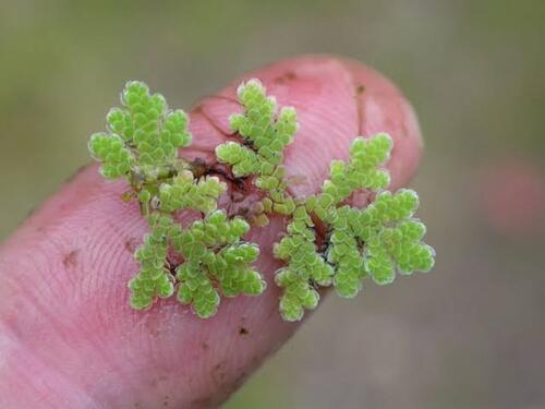 Azolla