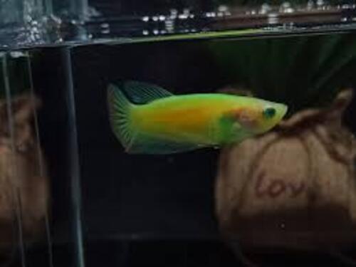Betta Fêmea Placate Verde Fluorescente 3-5cm