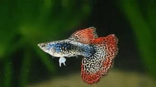 Lebiste Red Glass Dragon Casal 2-4cm