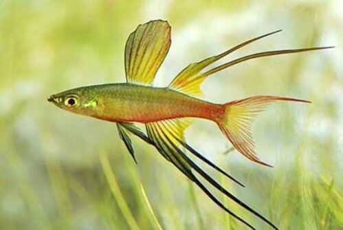 Iriatherina 2-4cm