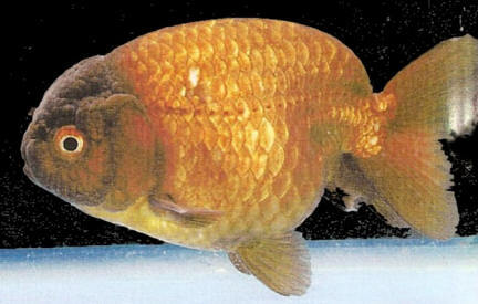 Kinguio Ranchu Chocolate 6-9cm
