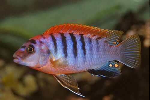 Labidochromis Hongi Sweden 3-6cm