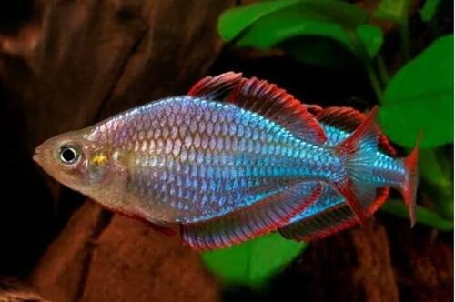 Melanotaenia Azul 2-4cm