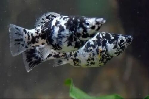 Molinesia Dalmata 2-4cm