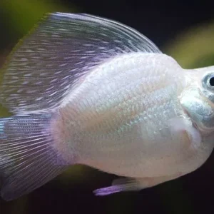 Molinesia Balão prata-Lira 2-4cm