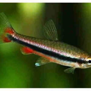 Tetra Lápis 1-3cm