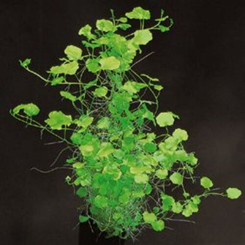 Cardamine Lyrata