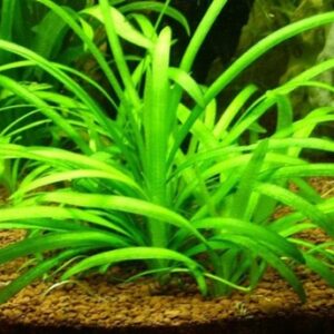 Sagittaria Subulata