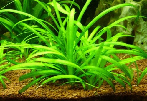 Sagittaria Subulata