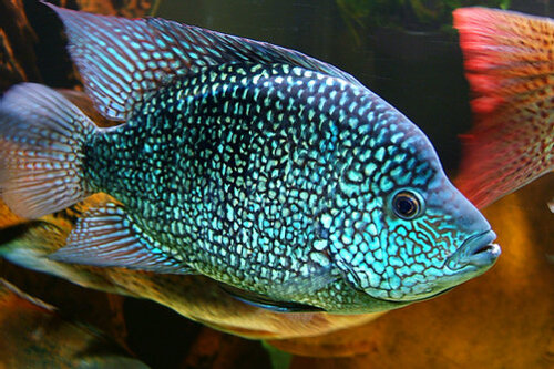 Texas Blue 3-6cm