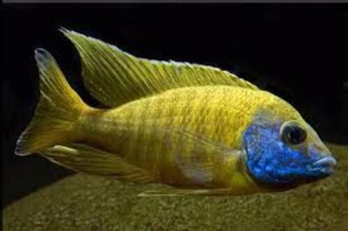 Aulonocara Marleri Yellow 6-8cm