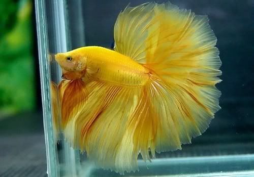 Betta Macho Splendens Yellow 3-5cm