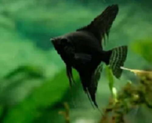 Acara Bandeira Negra 4-5cm