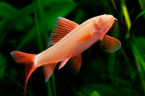Labeo Bicolor Albino 4-6cm