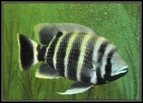 Tilapia Buttikoferi 20-25cm