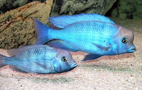 Golfinho Azul 3-6cm
